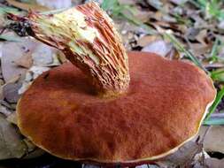 Image de Butyriboletus frostii (J. L. Russell) G. Wu, Kuan Zhao & Zhu L. Yang 2016