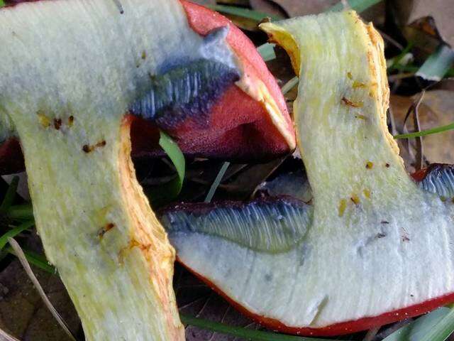 Image of Butyriboletus frostii (J. L. Russell) G. Wu, Kuan Zhao & Zhu L. Yang 2016