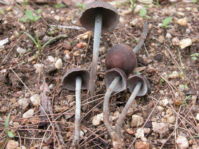 Image of Omphalotaceae