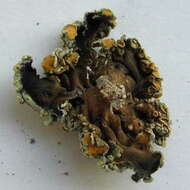 Image of rim lichens