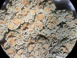 Image of rim lichens