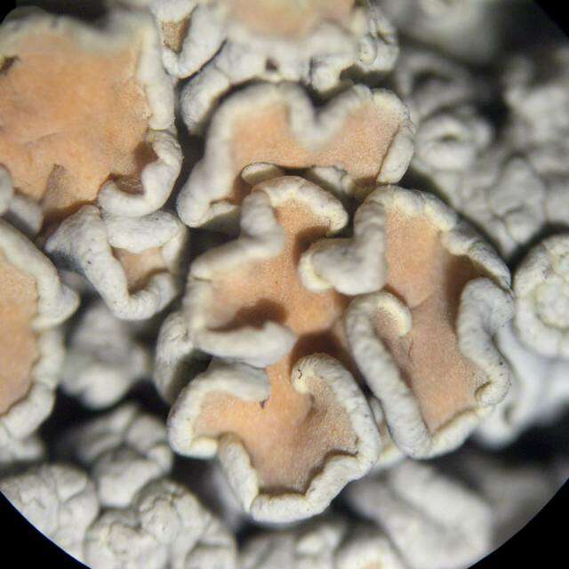 Image of rim lichens