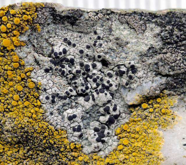 Image of diplotomma lichen