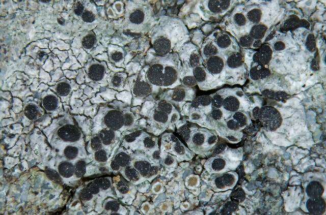 Image of diplotomma lichen