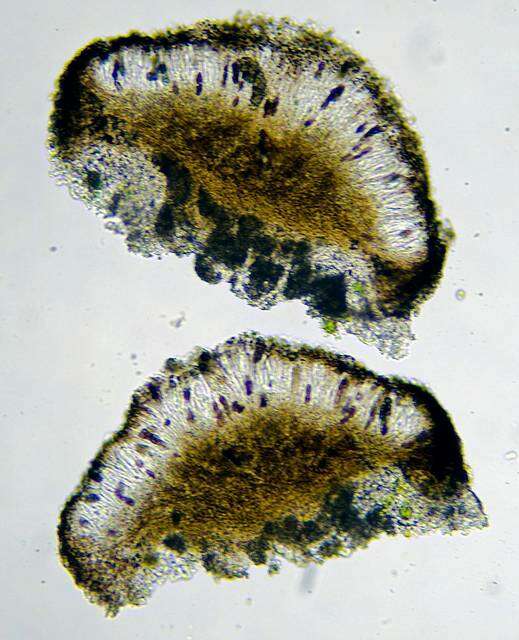 Image of diplotomma lichen