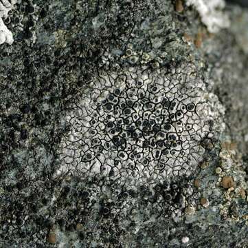 Image of diplotomma lichen