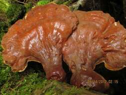 Image of Ganoderma tsugae Murrill 1902