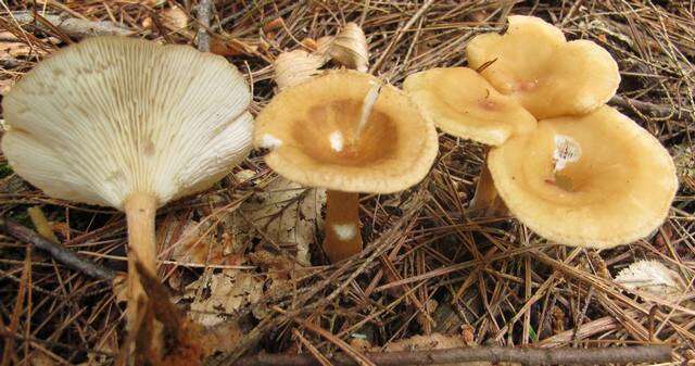 Image of Clitocybe