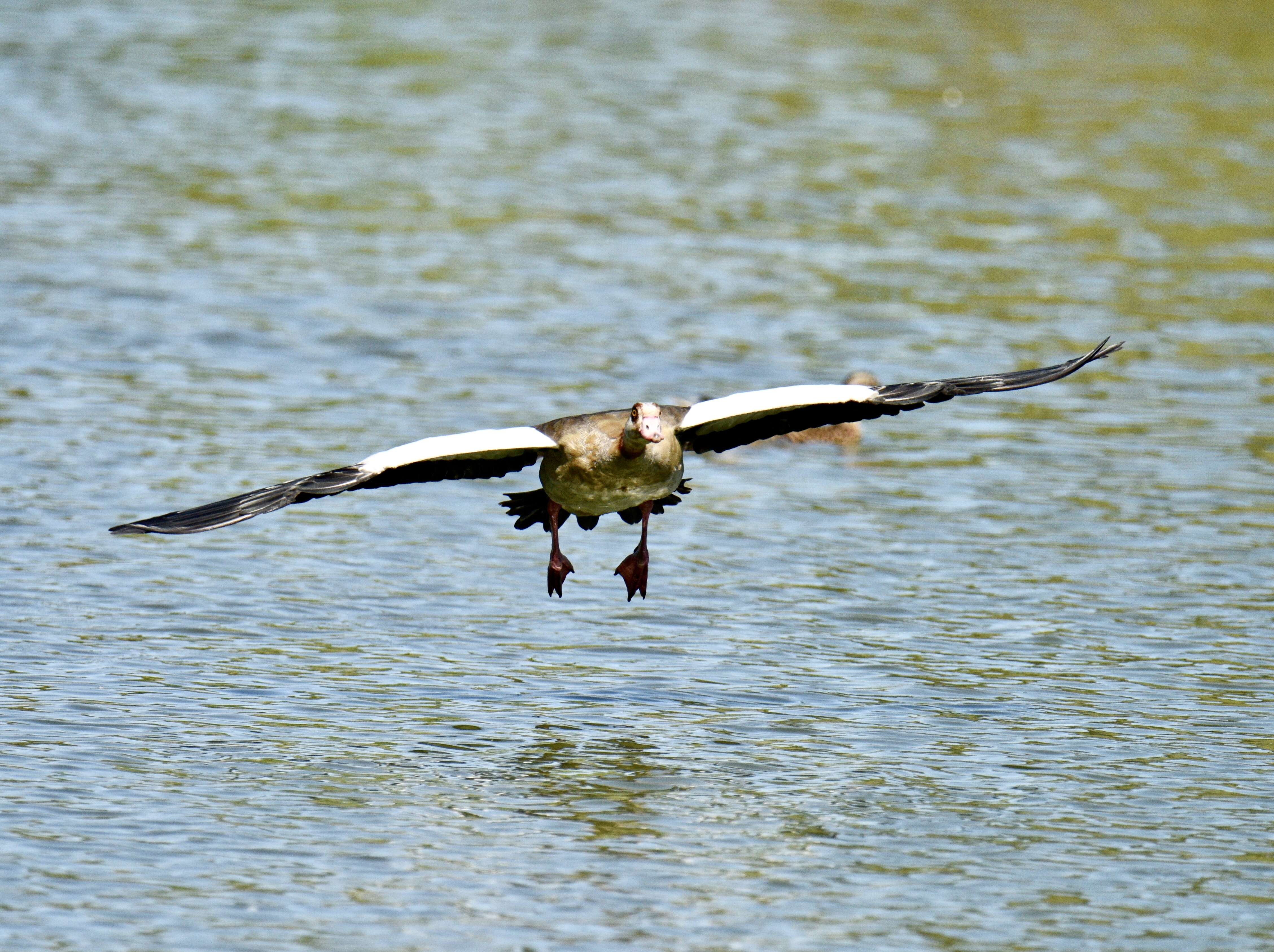 Image of Egyptian Goose