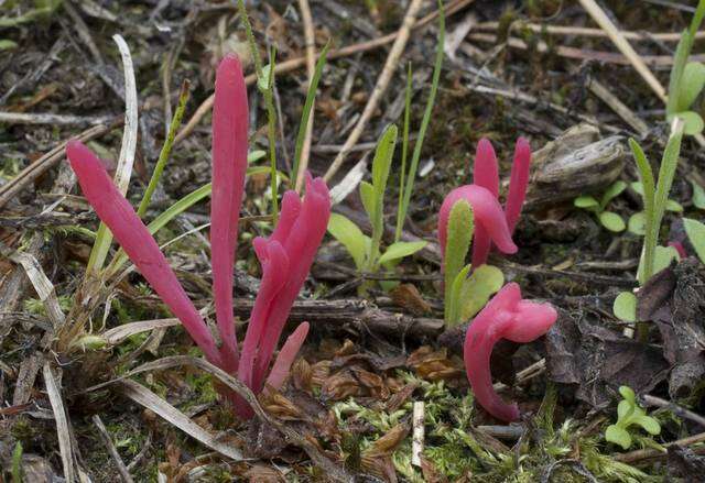 Image of Clavaria