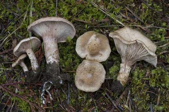 Image of unclassified Basidiomycota