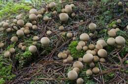 Image de Lycoperdon