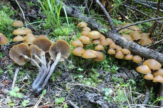 Image of Kuehneromyces