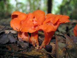 Cantharellus cinnabarinus (Schwein.) Schwein. 1832 resmi