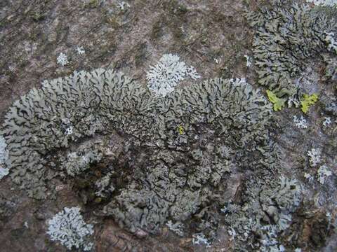 Image of Shadow lichens