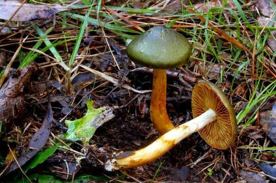 Image of Cortinarius austrovenetus Cleland 1928