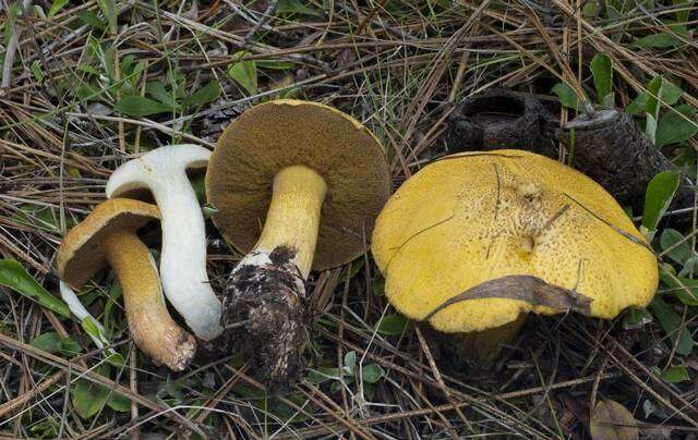 Imagem de Suillus tomentosus Singer 1960