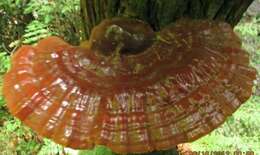 Image of Ganoderma tsugae Murrill 1902