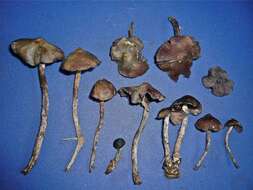 Image of Psilocybe zapotecorum R. Heim 1957