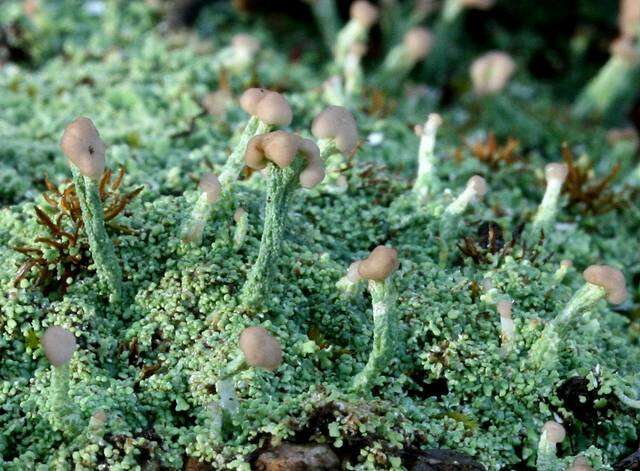 Image of cup lichen