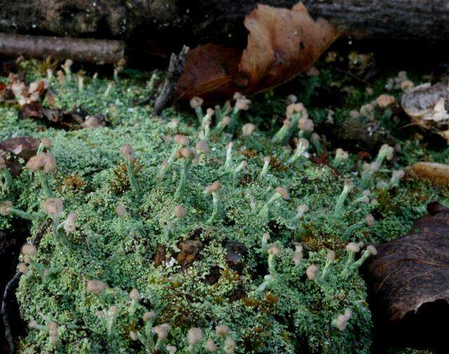 Image of cup lichen