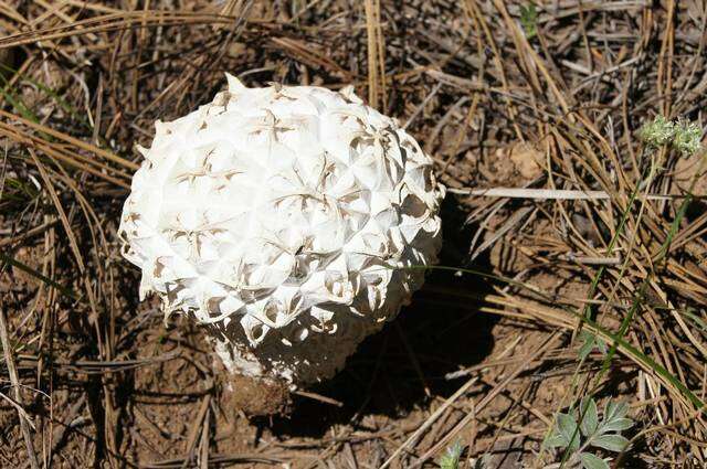 Image of Calvatia