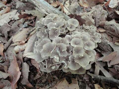 Image of Polyporus