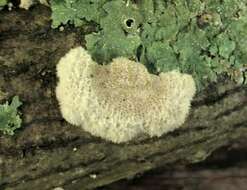 Image of Schizophyllaceae