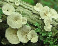 Image of Schizophyllaceae