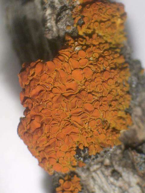 Image of Xanthomendoza