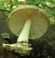 Image de Megacollybia rodmanii R. H. Petersen, K. W. Hughes & Lickey 2008