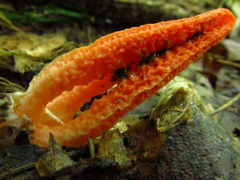 Image of stinkhorns