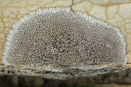 Image of mountain lichen