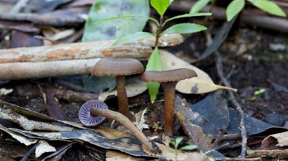 Image de Hygrocybe lilaceolamellata (G. Stev.) E. Horak 1971