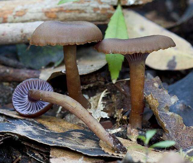 Hygrocybe lilaceolamellata (G. Stev.) E. Horak 1971的圖片