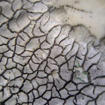 Image of mountain lichen