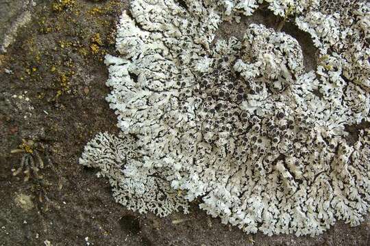 Image of rosette lichen