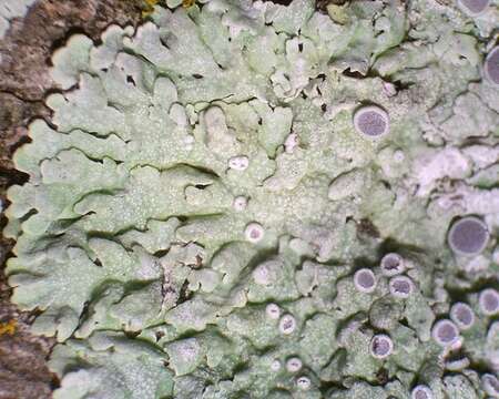 Image of rosette lichen