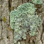 Image of rosette lichen