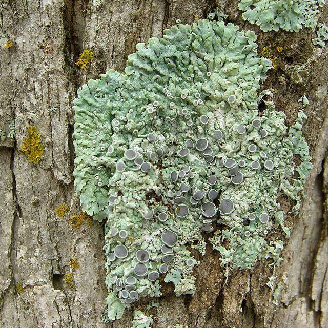 Image of rosette lichen