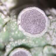 Image of rosette lichen