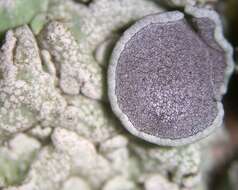 Image of rosette lichen