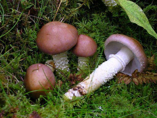 Image of Stropharia