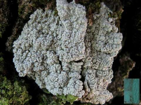 Image of pore lichen