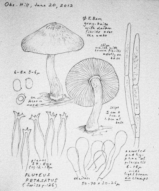 Слика од Pluteaceae