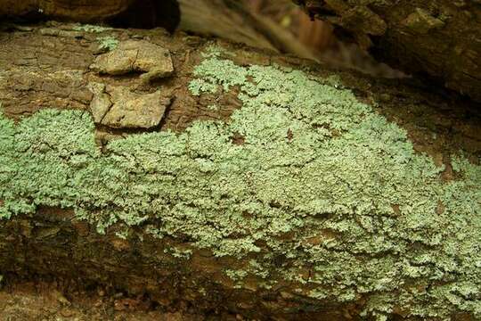 Image of rosette lichen