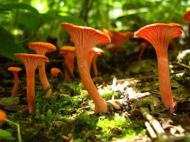 Cantharellus cinnabarinus (Schwein.) Schwein. 1832 resmi