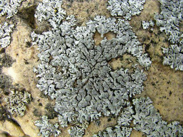 Image of Blue-gray rosette lichen