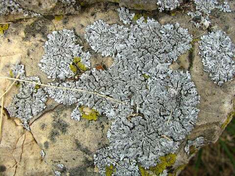 Image of Blue-gray rosette lichen