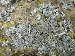 Image of Blue-gray rosette lichen